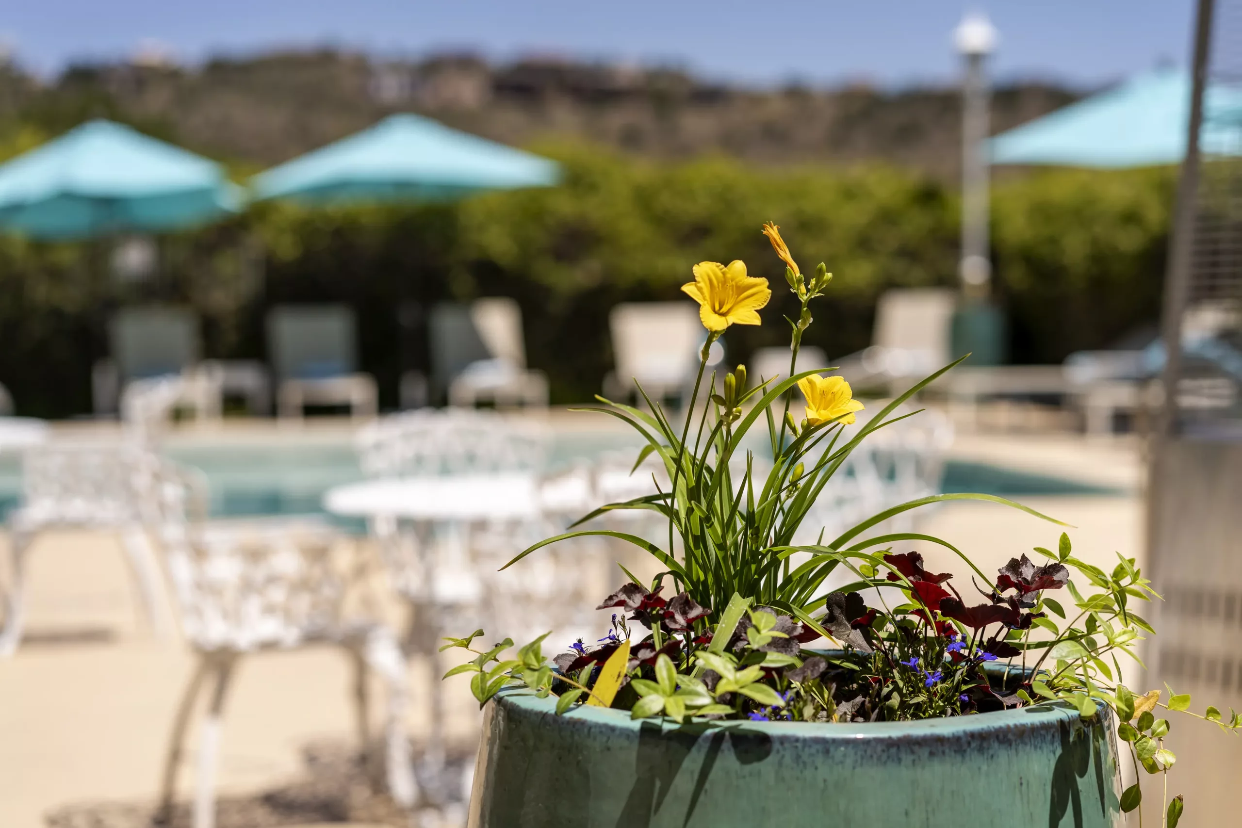 SW Herb Fest Event - Stay in May at Forest Villas Hotel Prescott
