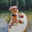 Dog on Kayak atLynx Lake in Prescott up the street from Forest Villas Hotel Image Title: Lynx Lake Pet Friendly Trails Prescott