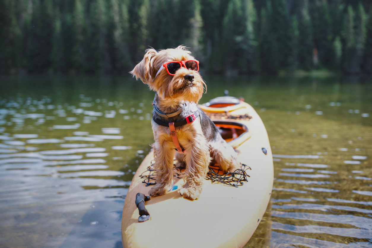 Dog on Kayak atLynx Lake in Prescott up the street from Forest Villas Hotel Image Title: Lynx Lake Pet Friendly Trails Prescott