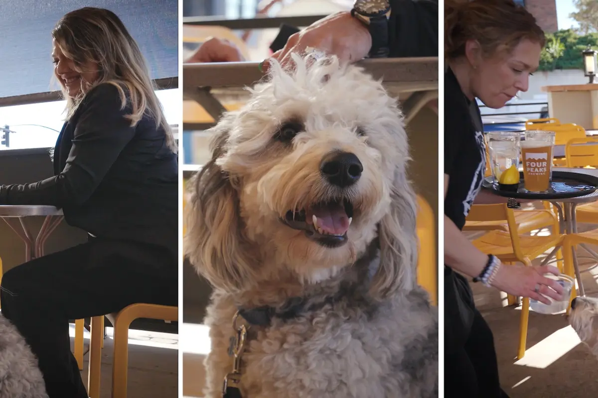 Dog being served water at pet-friendly restaurant in Prescott AZ